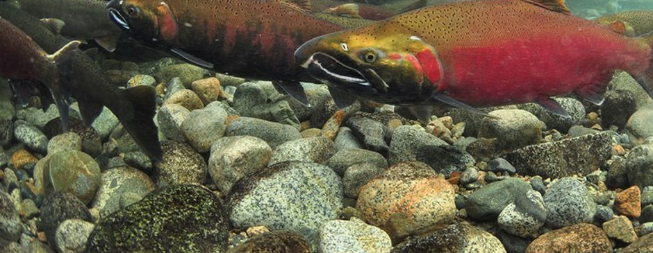 Salmon